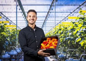 The Rise of Pointed Bell Peppers in the Netherlands
