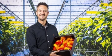 The Rise of Pointed Bell Peppers in the Netherlands