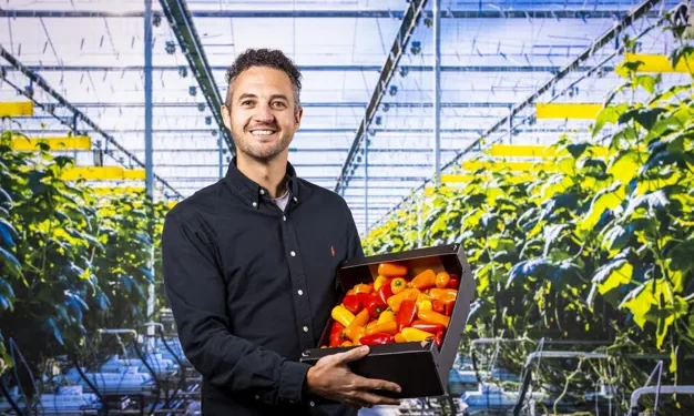 The Rise of Pointed Bell Peppers in the Netherlands