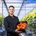 The Rise of Pointed Bell Peppers in the Netherlands