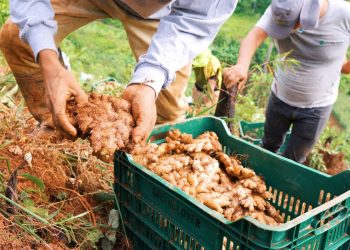 Boat Season for Ginger from Peru Commences