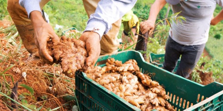 Boat Season for Ginger from Peru Commences