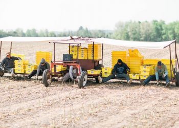 Michigan’s Asparagus Season Wraps Up: Insights and Outlook