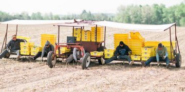 Michigan’s Asparagus Season Wraps Up: Insights and Outlook