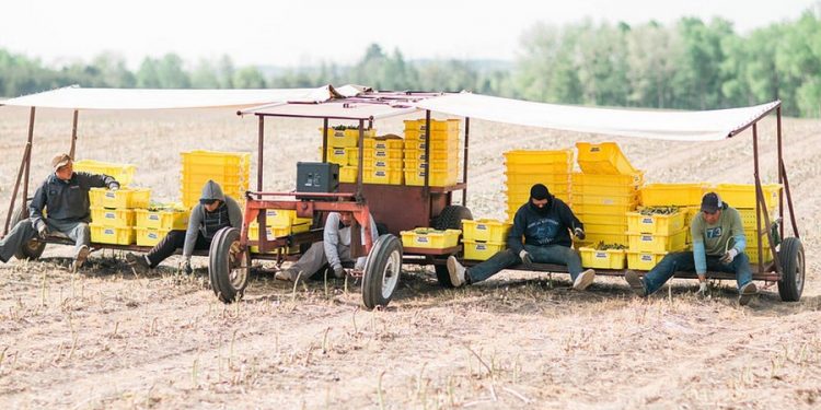 Michigan’s Asparagus Season Wraps Up: Insights and Outlook