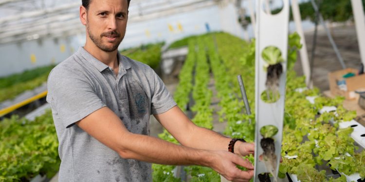 Tropical Fruit Produced in France Using Aquaponics and Residual Heat