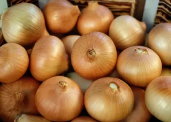 Navigating Challenges: Insights into the Upcoming Onion Crop Season
