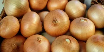 Navigating Challenges: Insights into the Upcoming Onion Crop Season