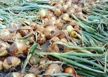 Bountiful Harvest: Early Onion Crop Thrives in Batken Region, Kyrgyzstan