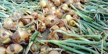 Bountiful Harvest: Early Onion Crop Thrives in Batken Region, Kyrgyzstan