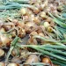 Bountiful Harvest: Early Onion Crop Thrives in Batken Region, Kyrgyzstan