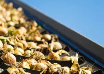 Challenges and Prospects in Spain’s Onion Market