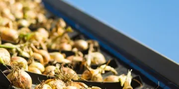 Challenges and Prospects in Spain’s Onion Market