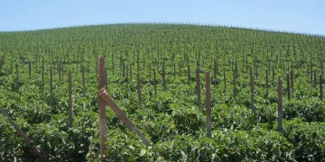 U.S. Research Explores Red Cabbage Juice for IBD Relief