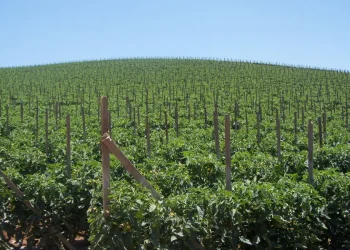 Elevating Quality: Oceanside Pole’s Unique Approach to Pole-Grown Tomatoes