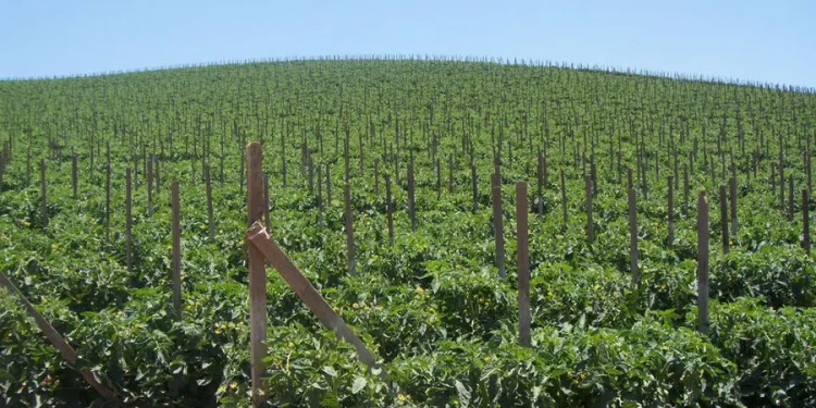 Elevating Quality: Oceanside Pole’s Unique Approach to Pole-Grown Tomatoes