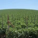 Elevating Quality: Oceanside Pole’s Unique Approach to Pole-Grown Tomatoes