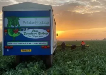 Challenges and Successes in the Brassica Crop Market: Insights from Peloton Produce