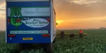 Challenges and Successes in the Brassica Crop Market: Insights from Peloton Produce