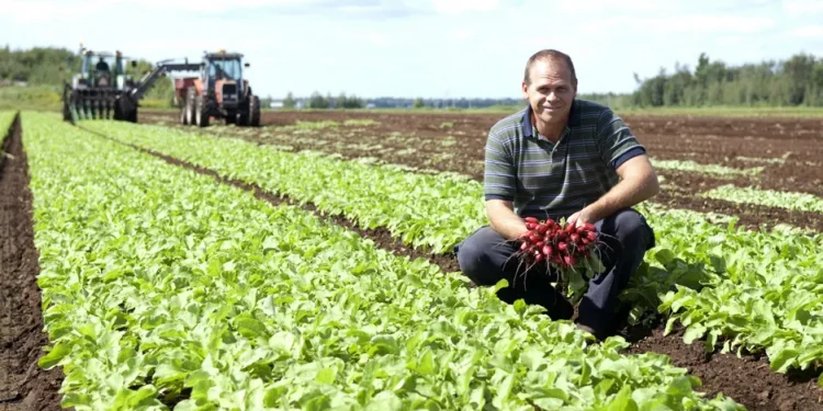 Meeting Seasonal Demand: Radish Outlook Leading Up to Canada Day and July 4th