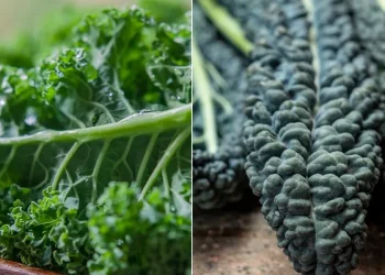 California’s Plentiful Kale Supply: Opportunities and Challenges