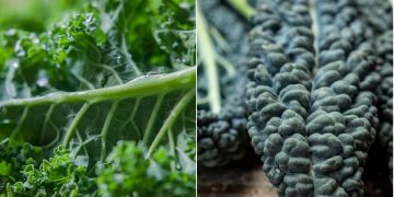 Plentiful Kale Supply from California