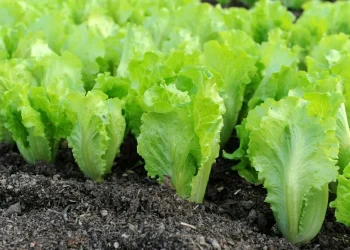 Spain Retains Dominance in the UK Lettuce Market Amid Brexit Challenges