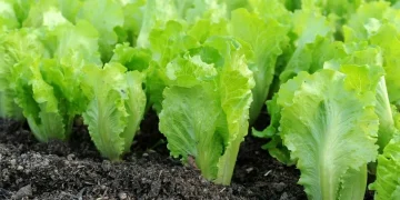 Spain Retains Dominance in the UK Lettuce Market Amid Brexit Challenges