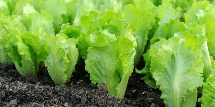 Spain Retains Dominance in the UK Lettuce Market Amid Brexit Challenges