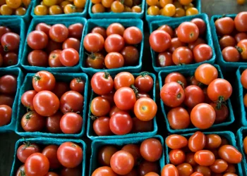 Tomato Prices Surge in Mysuru Amid Crop Diseases and Supply Shortages