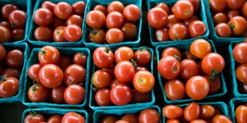 Tomato Prices Surge in Mysuru Amid Crop Diseases and Supply Shortages