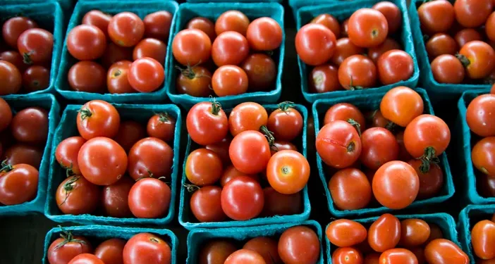 Tomato Prices Surge in Mysuru Amid Crop Diseases and Supply Shortages