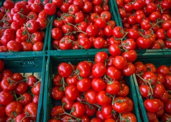 Tomato Traders Navigate High Prices Amidst Economic Challenges