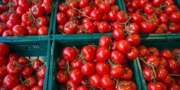Tomato Traders Navigate High Prices Amidst Economic Challenges