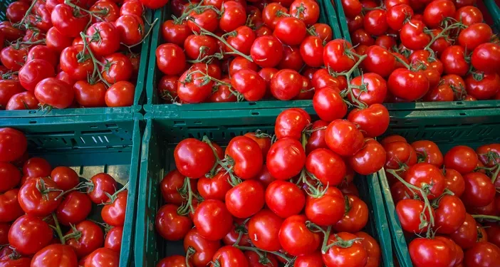 Israeli Ministry of Agriculture Boosts Tomato Production Amidst Supply Challenges