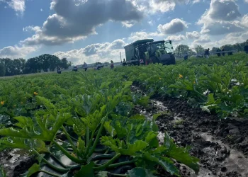 Meeting Market Demand: Insights from Abenhardt’s Organic Vegetable Production