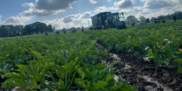 Meeting Market Demand: Insights from Abenhardt’s Organic Vegetable Production