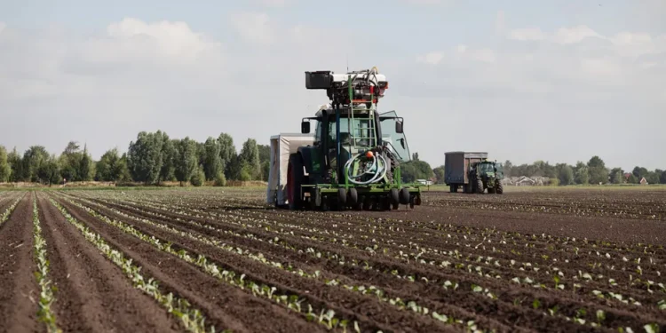 Current Scarcity of Cauliflower and Rising Broccoli Supply: Insights from Dutch Agriculture