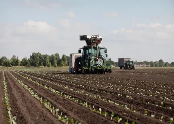 Cauliflower Scarce, Broccoli Abundance: Challenges and Insights from Dutch Vegetable Market