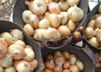 Challenges and Opportunities in the Egyptian Onion Export Market