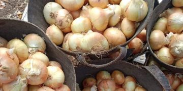 Challenges and Opportunities in the Egyptian Onion Export Market