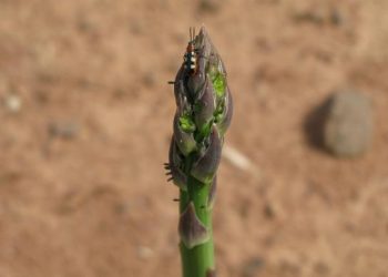 Asparagus beetle – a destructive insect pest of asparagus