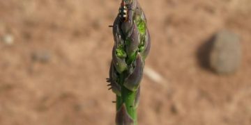 Asparagus beetle – a destructive insect pest of asparagus