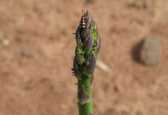 Asparagus beetle – a destructive insect pest of asparagus