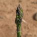 Asparagus beetle – a destructive insect pest of asparagus