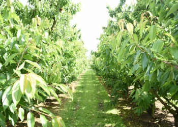 Belgian Cherry Season Commences with Charitable Impact