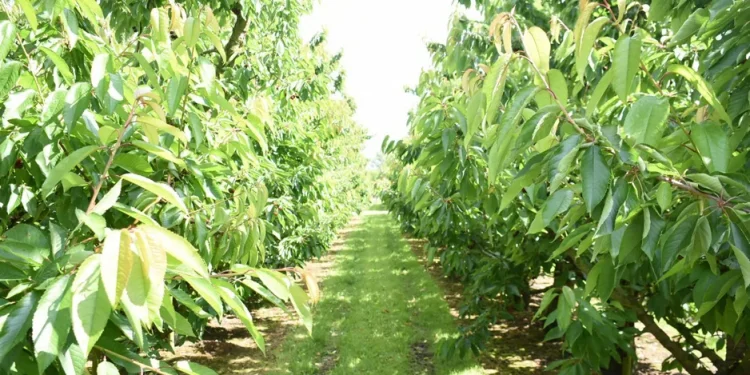 Belgian Cherry Season Commences with Charitable Impact