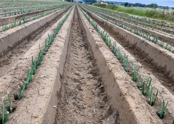 Navigating Challenges and Opportunities: Insights from the Field Vegetable Sector