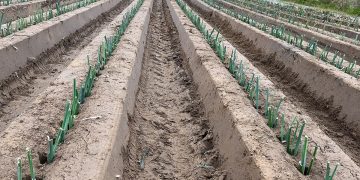 Navigating Challenges and Opportunities: Insights from the Field Vegetable Sector