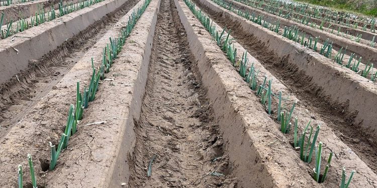 Navigating Challenges and Opportunities: Insights from the Field Vegetable Sector